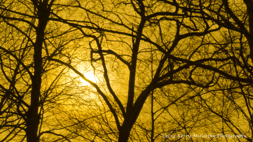 Branches in gold by mccarth1
