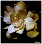 25th Jan 2014 - Gardenia.