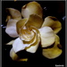 Gardenia. by pyrrhula