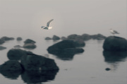 25th Jan 2014 - Foggy Gull