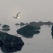 Foggy Gull by kwind