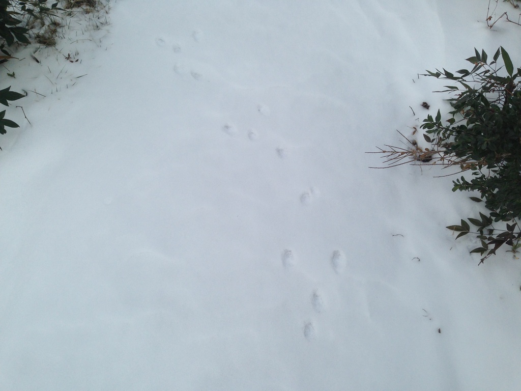 wild animal tracks in the burbs by wiesnerbeth