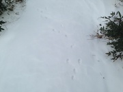 23rd Jan 2014 - wild animal tracks in the burbs