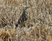 25th Jan 2014 - Down in the meadow