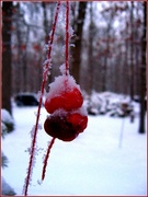 25th Jan 2014 - Cranberry Freeze