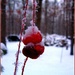 Cranberry Freeze by olivetreeann