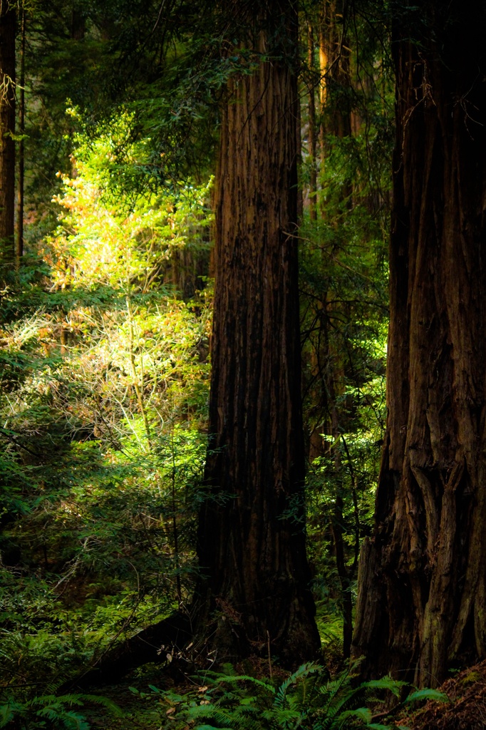 Coastal Redwoods  by mzzhope