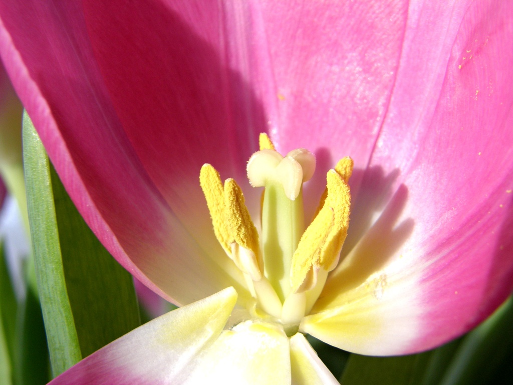 Tulip by beryl