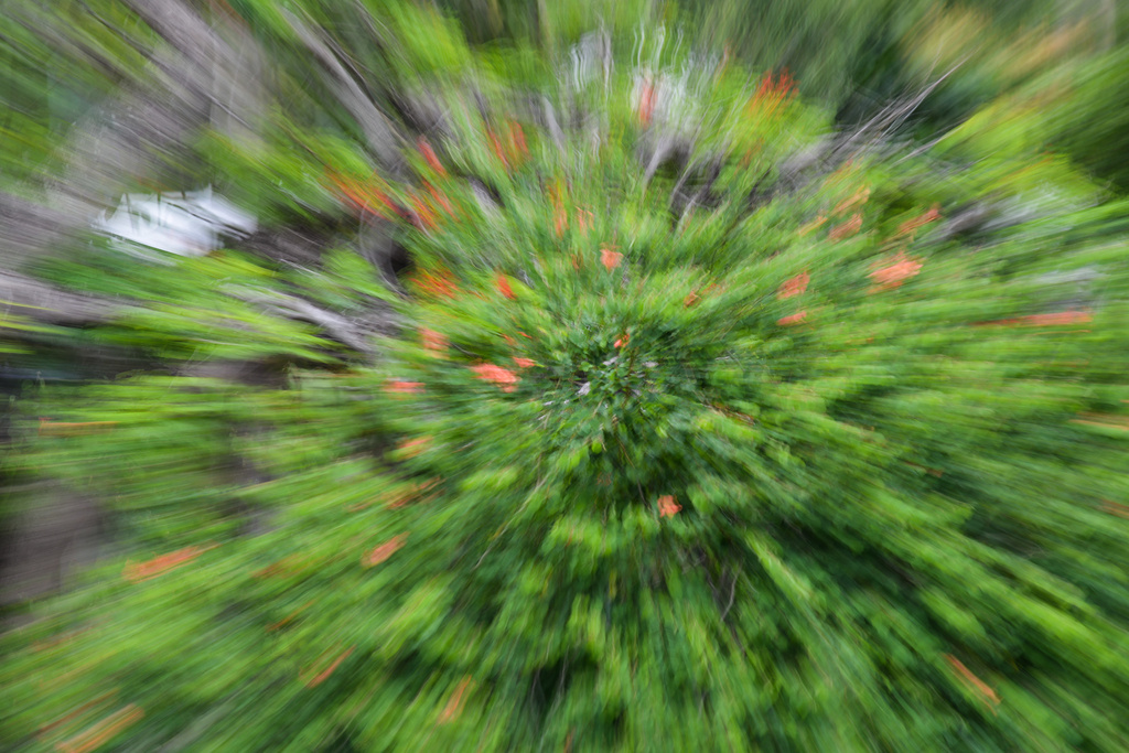Bauhinia blur by jeneurell