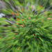 Bauhinia blur by jeneurell