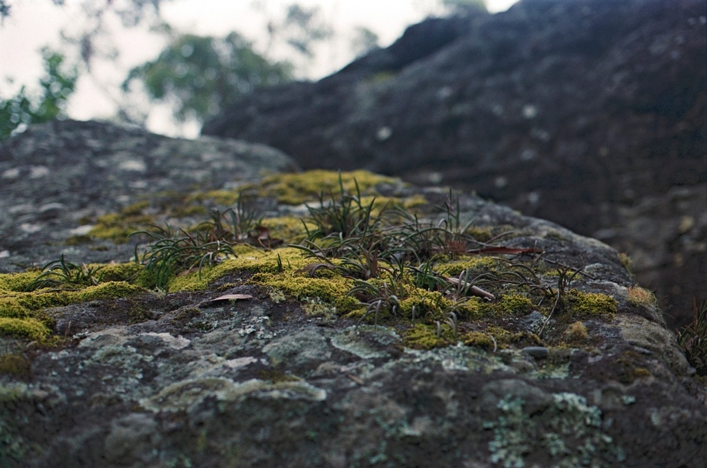 Orchids and moss by peterdegraaff