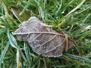 20th Jan 2014 - Frosty Leaf