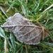 Frosty Leaf by plainjaneandnononsense