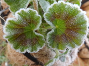 21st Jan 2014 - Frosted edging