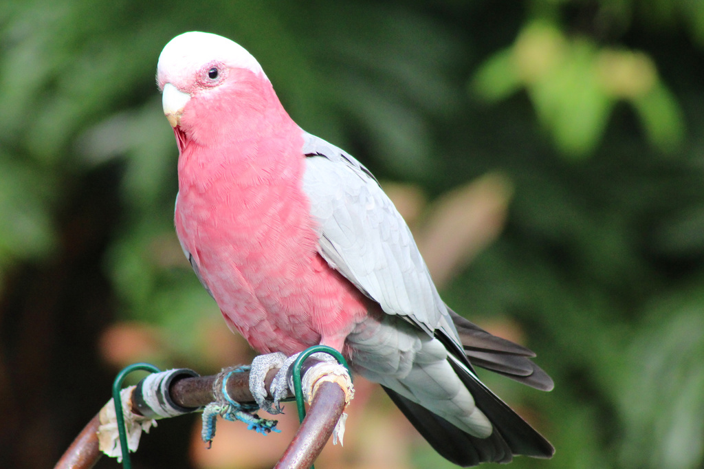 Who are you calling a Galah, Baldie? by terryliv