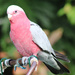 Who are you calling a Galah, Baldie? by terryliv