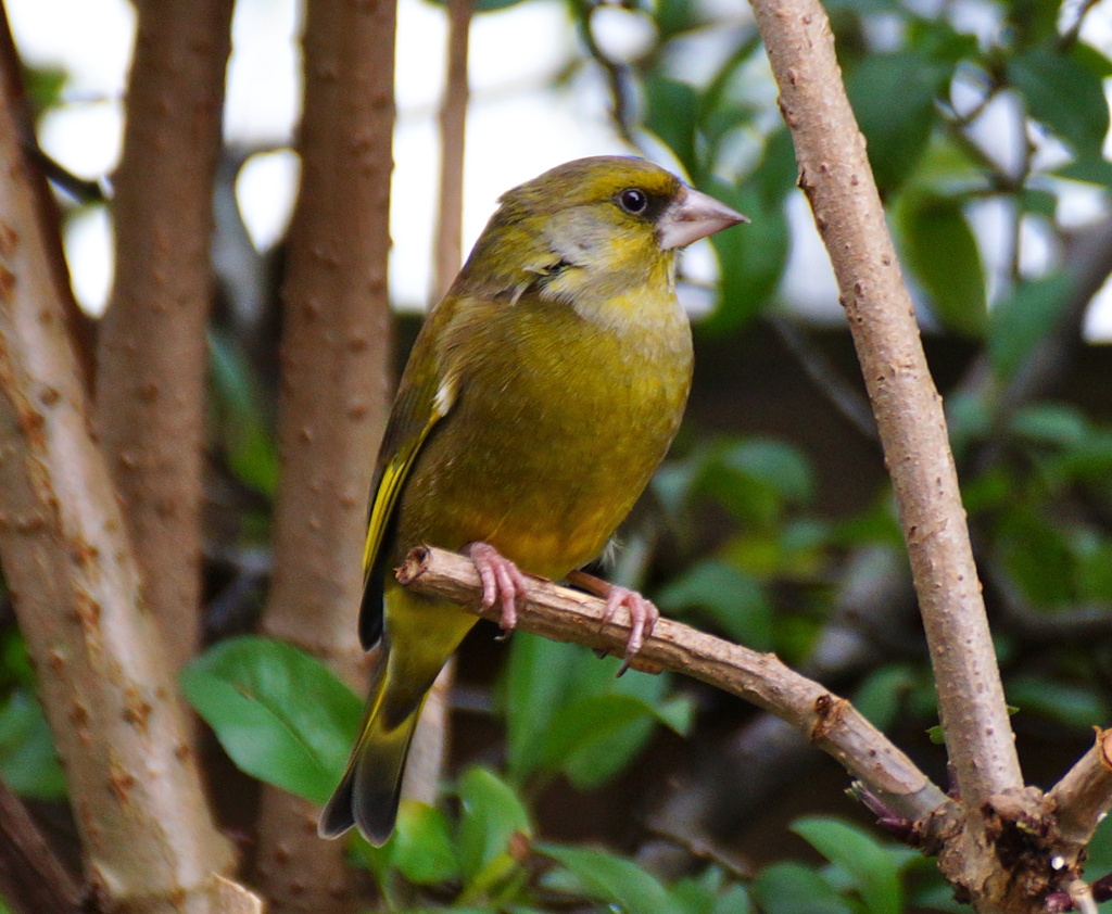 GREENFINCH by markp