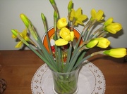 22nd Jan 2014 - Daffodils