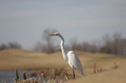 26th Jan 2014 - Golf Course Egret