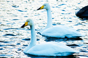 26th Jan 2014 - Swans