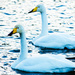 Swans by elisasaeter