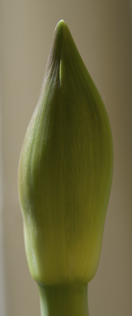 Amaryllis bud by houser934