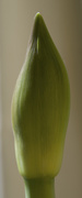 22nd Jan 2014 - Amaryllis bud