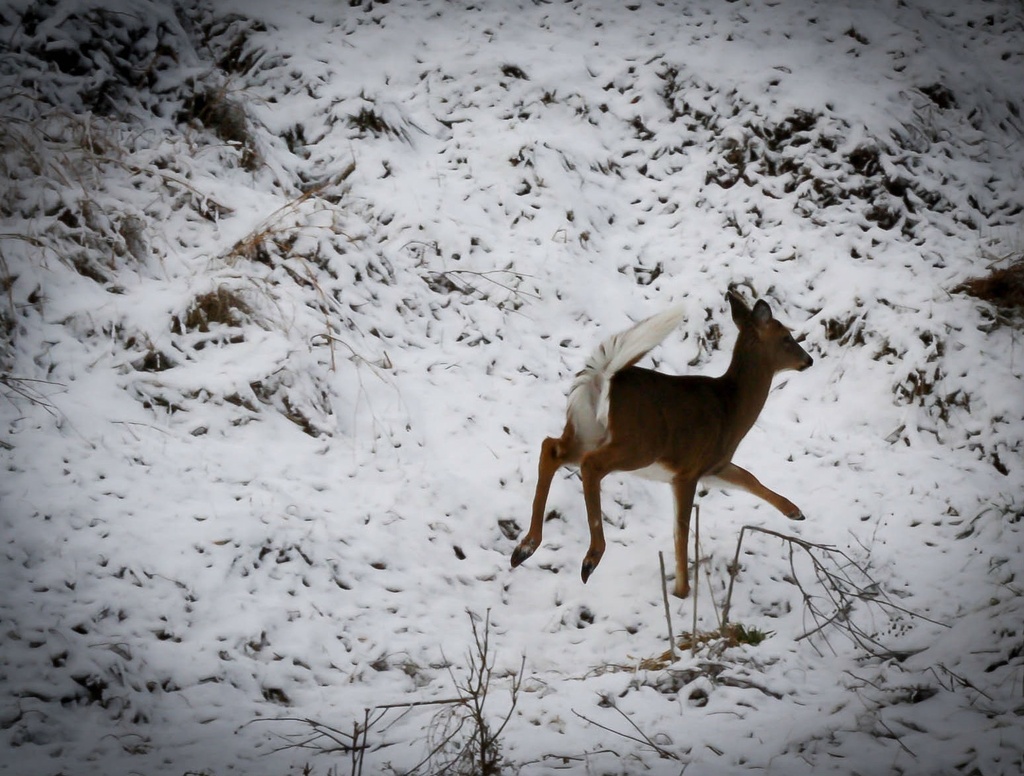 Deer romping in snow by mittens