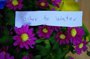 25th Jan 2014 - Watering Wishes