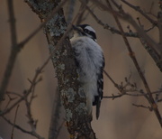 26th Jan 2014 - Downy Woodpecker