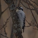 Downy Woodpecker by radiogirl