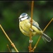 Garden Birdwatch by rosiekind
