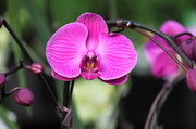 25th Jan 2014 - Orchid 