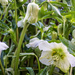 Hellebore at home by vignouse