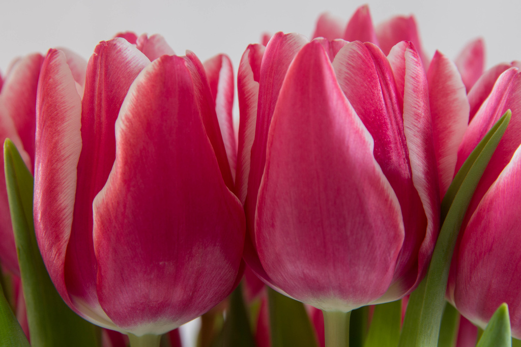 Tulips by rachel70