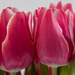 Tulips by rachel70