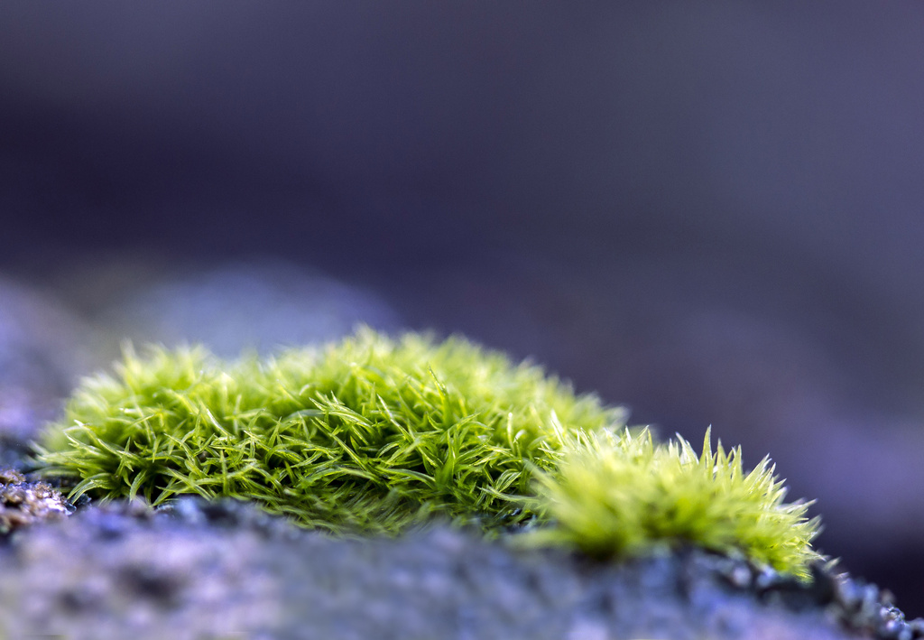Moss over a rolling stone..... by shepherdmanswife
