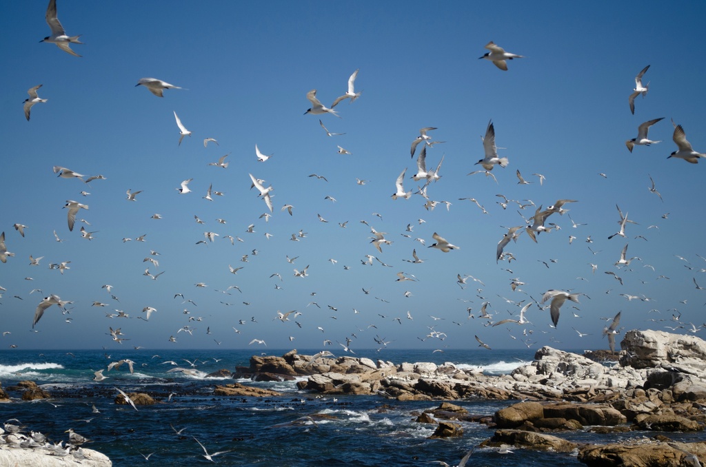 Flock of Seagulls by salza