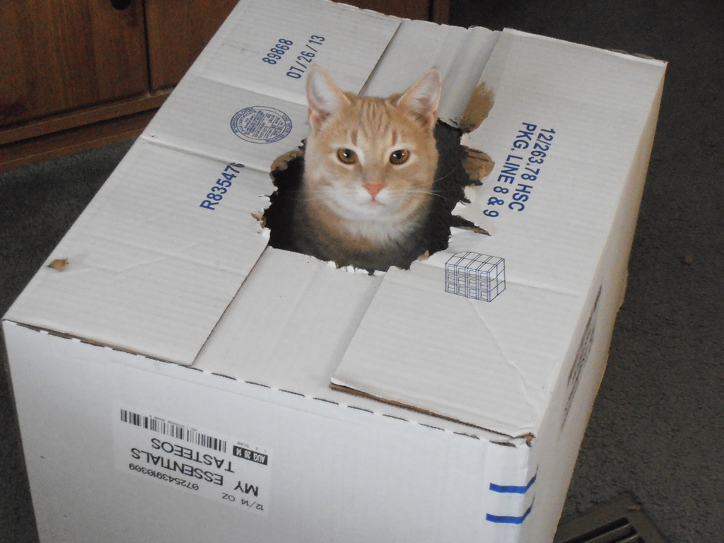 Kitty in a Box by julie