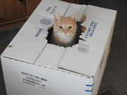 23rd Jan 2014 - Kitty in a Box