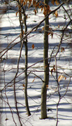 26th Jan 2014 - Snowy Tree Shadows