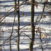 Snowy Tree Shadows by khawbecker