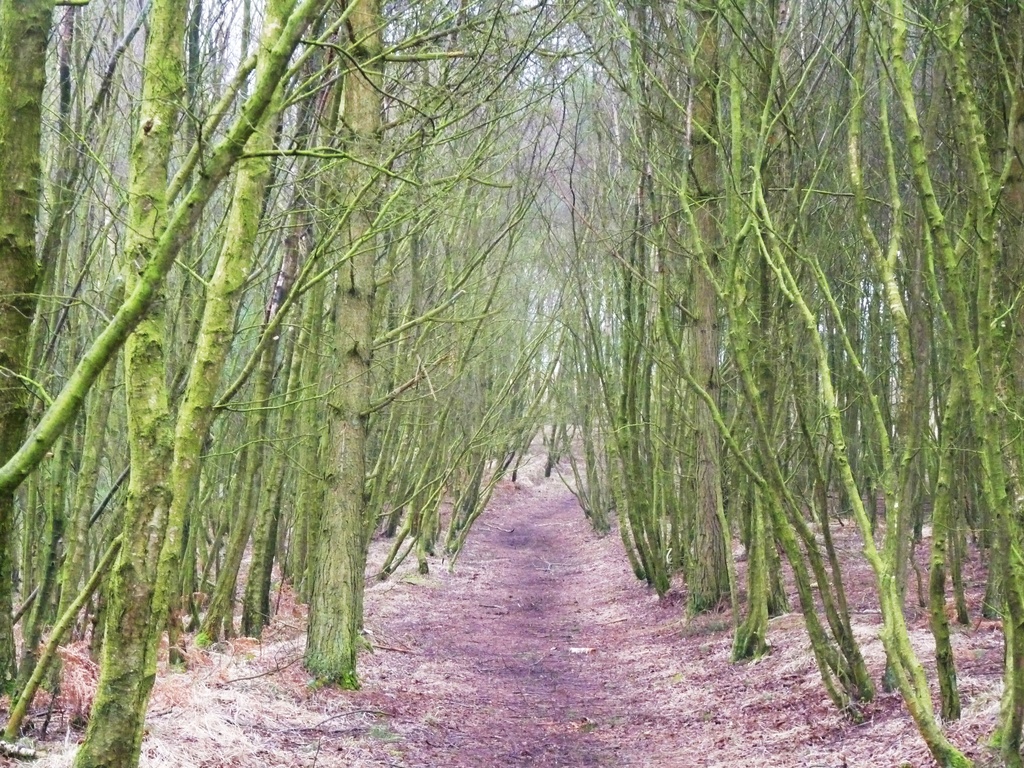 Elven pathway? by sabresun