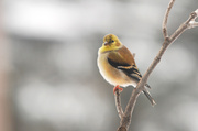 26th Jan 2014 - Yellow Finch!