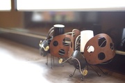 26th Jan 2014 - Ladybugs