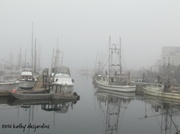 26th Jan 2014 - Foggy Day in French Creek