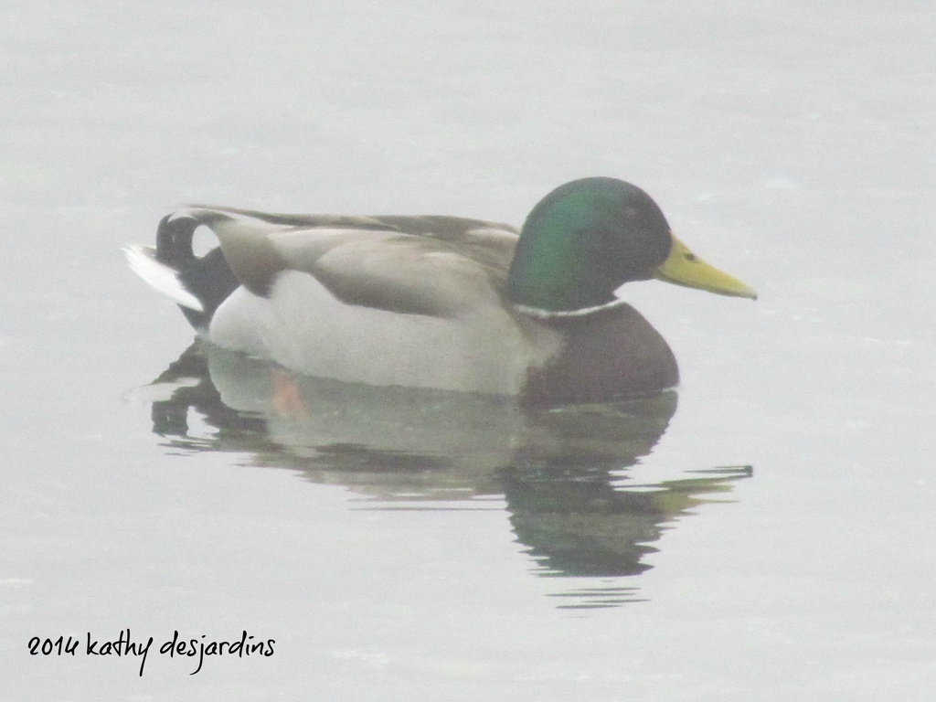 Male mallard duck by kathyo