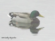 25th Jan 2014 - Male mallard duck