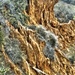 Torrey Pines Trails by joysfocus