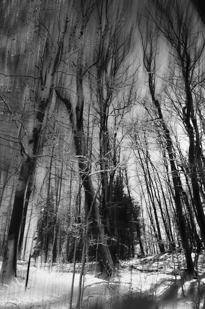 Winter Trees by pdulis